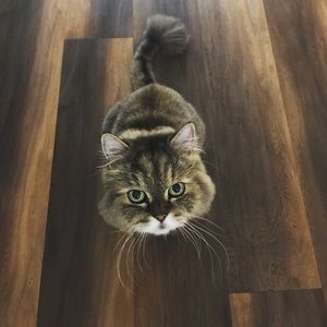 Meet your Posher, Ayoung